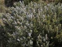 Rosmarinus officinalis 24, Rozemarijn, Saxifraga-Willem van Kruijsbergen