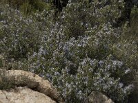 Rosmarinus officinalis 26, Rozemarijn, Saxifraga-Willem van Kruijsbergen