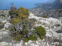 Rosmarinus officinalis 32, Rozemarijn, Saxifraga-Ed Stikvoort