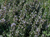 Rosmarinus officinalis 35, Rozemarijn, Saxifraga-Harry Jans