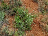 Rosmarinus officinalis 41, Rozemarijn, Saxifraga-Hans Grotenhuis