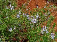 Rosmarinus officinalis 42, Rozemarijn, Saxifraga-Hans Grotenhuis