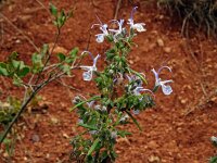 Rosmarinus officinalis 45, Rozemarijn, Saxifraga-Hans Grotenhuis