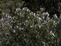 Rosmarinus officinalis 7, Rozemarijn, Saxifraga-Jan van der Straaten