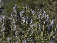 Rosmarinus officinalis 8, Rozemarijn, Saxifraga-Jan van der Straaten