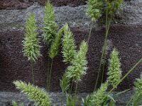 Rostraria cristata 3, Klein fakkelgras, Saxifraga-Ed Stikvoort