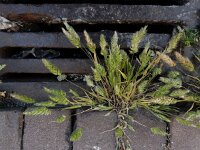 Rostraria cristata 5, Klein fakkelgras, Saxifraga-Ed Stikvoort