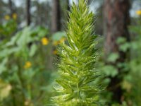 Rostraria cristata 6, Klein fakkelgras, Saxifraga-Ed Stikvoort : Vila Real de Santo Antonio s9900