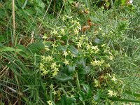 Rubia peregrina 14, Saxifraga-Hans Grotenhuis