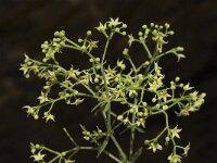 Rubia peregrina 7, Saxifraga-Willem van Kruijsbergen