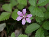 Rubus arcticus 3, Saxifraga-Dirk Hilbers