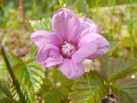 Rubus arcticus 7, Saxifraga-Hans Grotenhuis