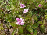 Rubus arcticus 8, Saxifraga-Hans Grotenhuis