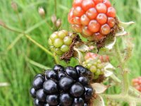 Rubus armeniacus 13, Dijkviltbraam, Saxifraga-Rutger Barendse