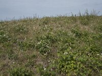 Rubus caesius 10, Dauwbraam, Saxifraga-Willem van Kruijsbergen