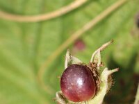 Rubus caesius 12, Dauwbraam, Saxifraga-Sytske Dijksen