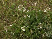Rubus caesius 2, Dauwbraam, Saxifraga-Jan van der Straaten