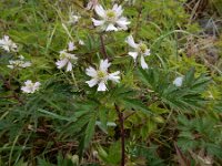 Rubus laciniatus 15, Peterseliebraam, Saxifraga-Peter Meininger