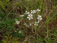 Rubus laciniatus 16, Peterseliebraam, Saxifraga-Peter Meininger