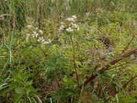 Rubus laciniatus 17, Peterseliebraam, Saxifraga-Peter Meininger