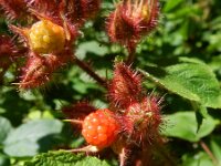 Rubus phoenicolasius 4, Japanse wijnbes, Saxifraga-Rutger Barendse