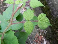 Rubus phoenicolasius 6, Japanse wijnbes, Saxifraga-Rutger Barendse