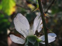 Rubus pyramidalis 10, Saxifraga-Rutger Barendse
