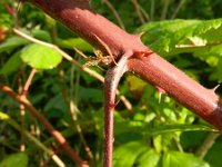 Rubus pyramidalis 2, Saxifraga-Rutger Barendse