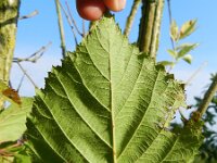Rubus pyramidalis 3, Saxifraga-Rutger Barendse