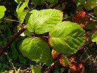 Rubus pyramidalis 6, Saxifraga-Rutger Barendse