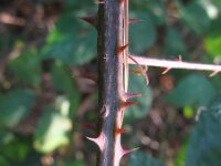 Rubus pyramidalis 8, Saxifraga-Rutger Barendse
