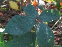 Rubus pyramidalis 9, Saxifraga-Rutger Barendse