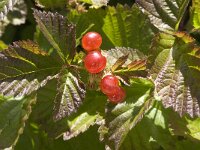 Rubus saxatilis 2, Steenbraam, Saxifraga-Jan van der Straaten