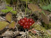 Rubus saxatilis 3, Steenbraam, Saxifraga-Willem van Kruijsbergen
