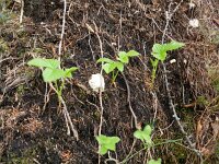 Rubus saxatilis 5, Steenbraam, Saxifraga-Rutger Barendse