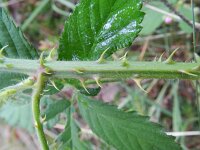 Rubus schipperi 3, Roze purperbraam, Saxifraga-Rutger Barendse