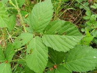 Rubus schipperi 5, Roze purperbraam, Saxifraga-Rutger Barendse
