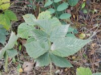 Rubus scissus 2, Naaldroggebraam, Saxifraga-Rutger Barendse