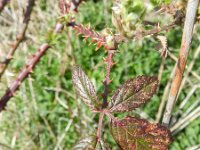 Rubus senticosus 2, Haakkoepelbraam, Saxifraga-Rutger Barendse