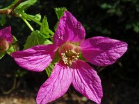 Rubus spectabilis 14, Prachtframboos, Saxifraga-Hans Grotenhuis