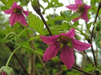 Rubus spectabilis 16, Prachtframboos, Saxifraga-Ed Stikvoort