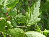 Rubus spectabilis 3, Prachtframboos, Saxifraga-Rutger Barendse