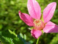 Rubus spectabilis 6, Prachtframboos, Saxifraga-Rutger Barendse