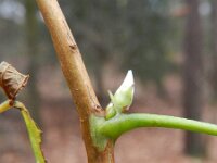 Rubus spectabilis 8, Prachtframboos, Saxifraga-Rutger Barendse