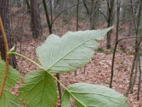 Rubus spectabilis 9, Prachtframboos, Saxifraga-Rutger Barendse