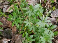 Rubus taxandriae 2, Smeulende kambraam, Saxifraga-Rutger Barendse