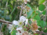 Rubus thalassarctos 1, Saxifraga-Rutger Barendse