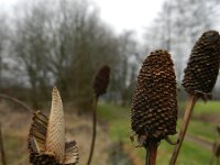 Rudbeckia laciniata 11, Slipbladige rudbeckia, Saxifraga-Rutger Barendse