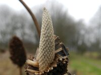 Rudbeckia laciniata 12, Slipbladige rudbeckia, Saxifraga-Rutger Barendse