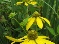 Rudbeckia laciniata 3, Slipbladige rudbeckia, Saxifraga-Rutger Barendse